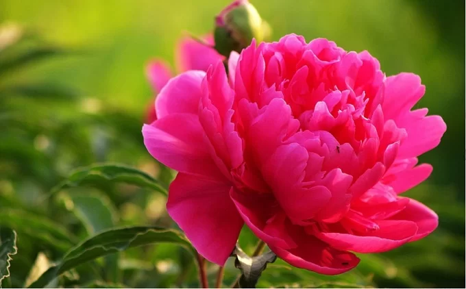 hoa mẫu đơn_tanglehn.vn